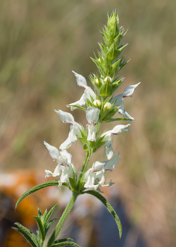 Image of Stachys atherocalyx specimen.