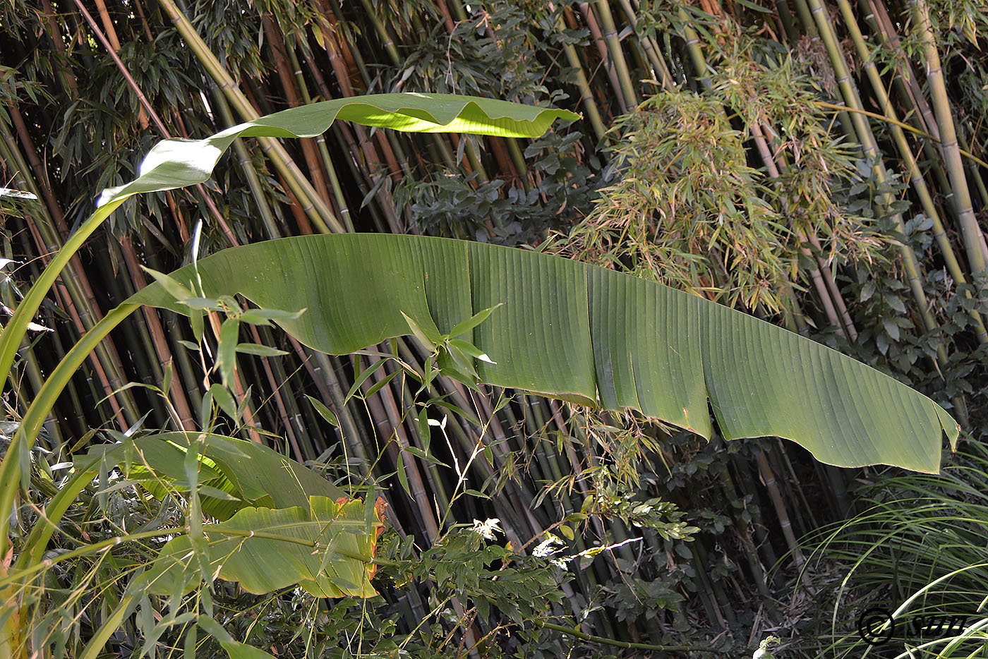 Image of Musa basjoo specimen.