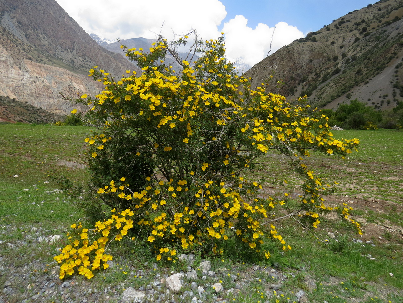 Image of Rosa ecae specimen.