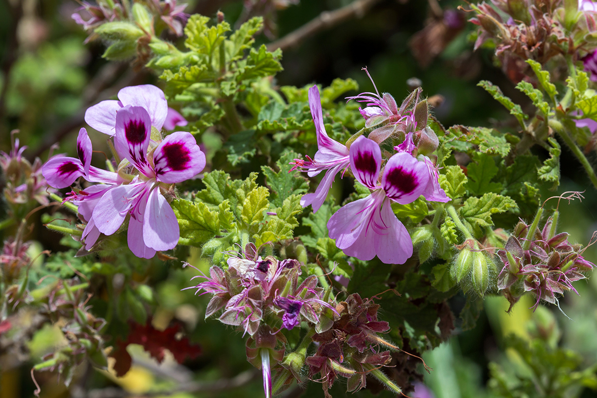 Изображение особи Pelargonium quercifolium.