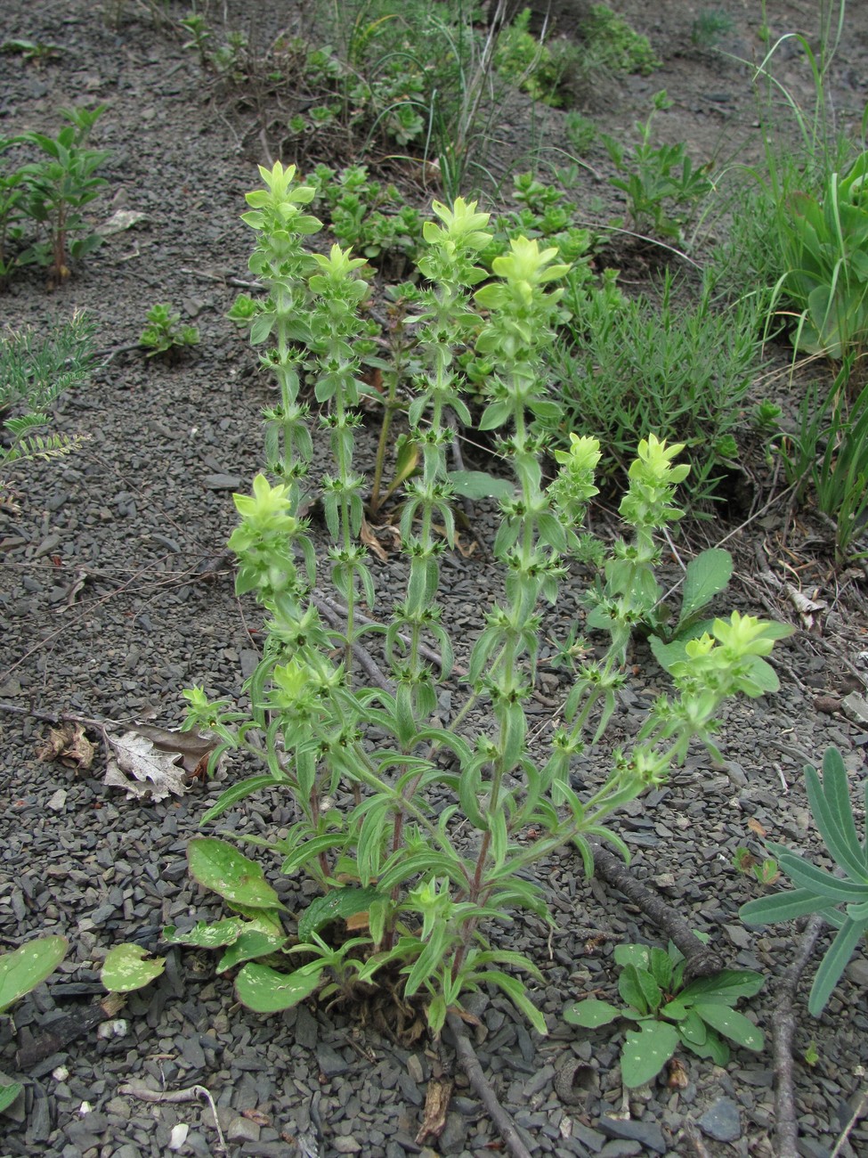 Image of Sideritis montana specimen.