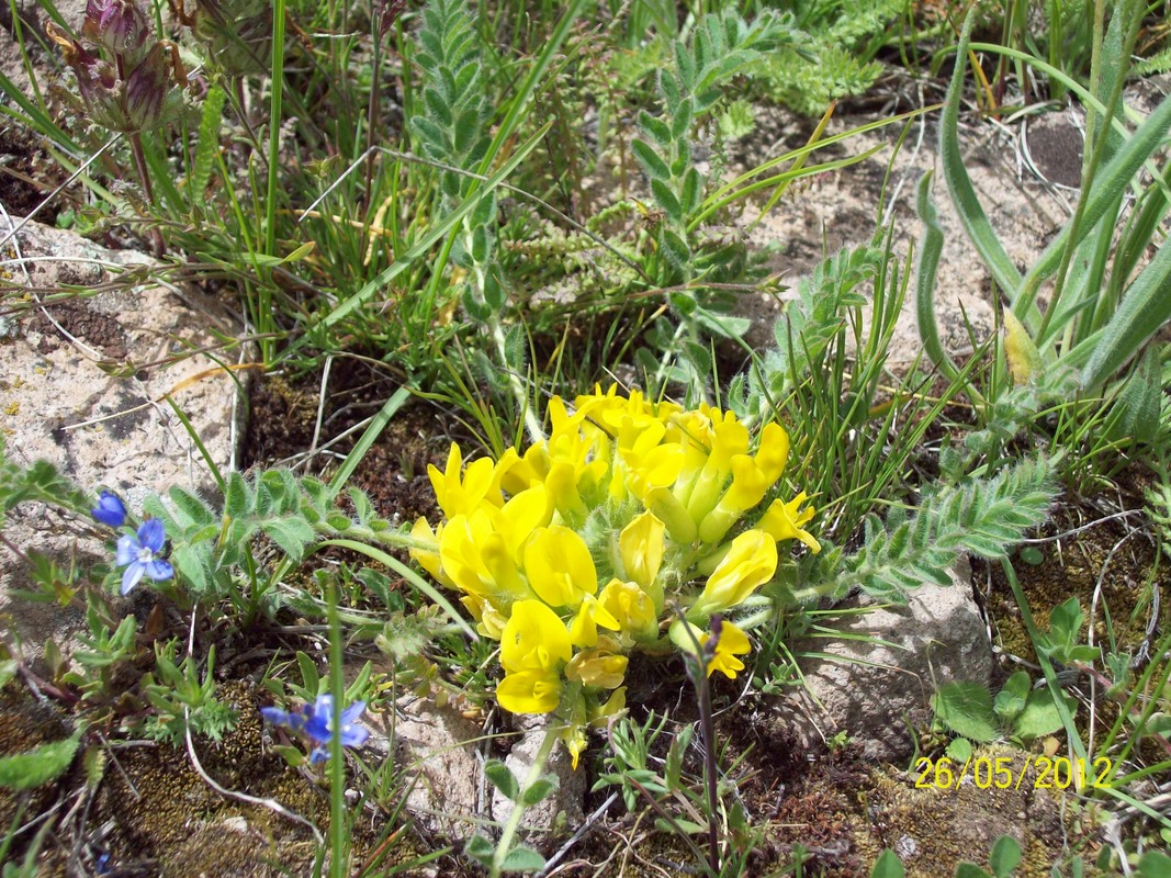 Image of Astragalus pinetorum specimen.