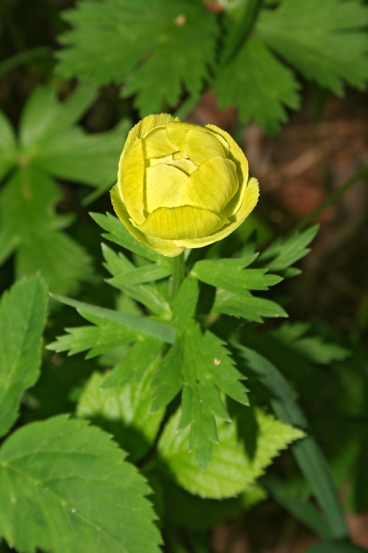 Изображение особи Trollius europaeus.