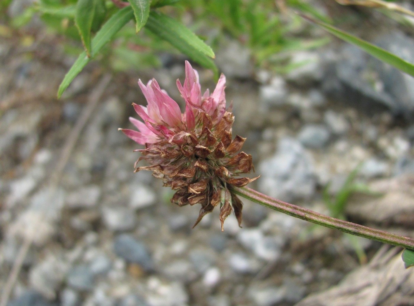 Image of Trifolium ambiguum specimen.