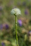 Traunsteinera sphaerica. Верхушка цветущего растения. Краснодарский край, Кавказский биосферный заповедник, окр. пер. Аишха, субальпийский луг. 20.07.2021.