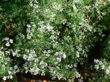 Coriandrum sativum
