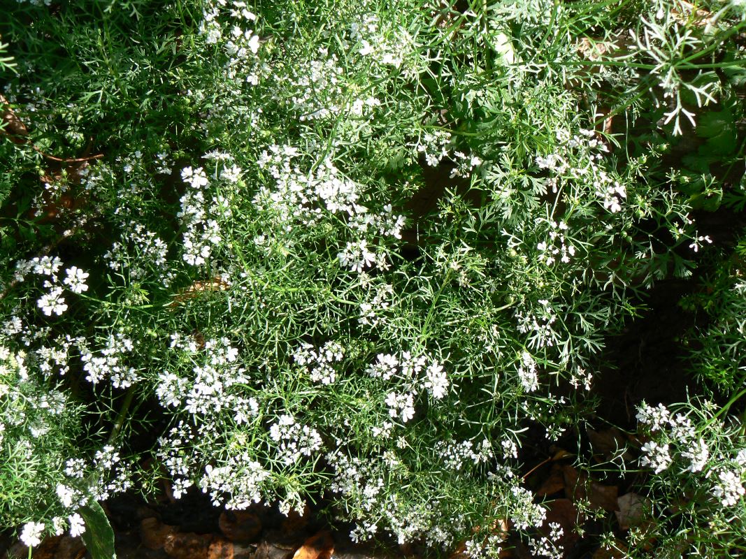 Image of Coriandrum sativum specimen.