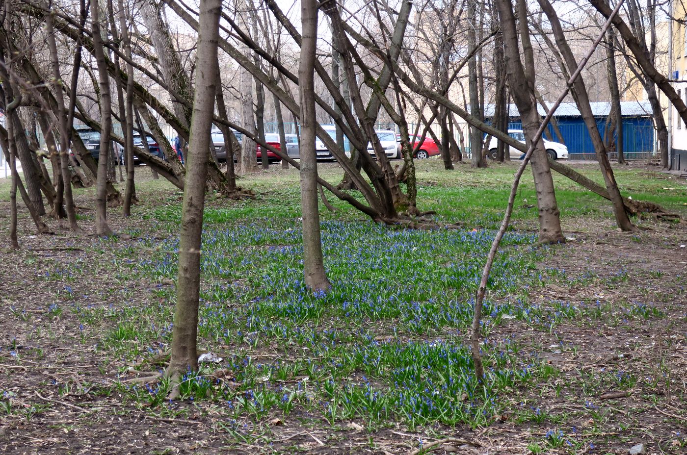 Изображение особи Scilla siberica.