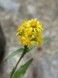 Solidago virgaurea. Соцветия-корзинки. Республика Алтай, Улаганский р-н, берег р. Чульча на острове рядом с водопадом Учар. 7 августа 2020 г.