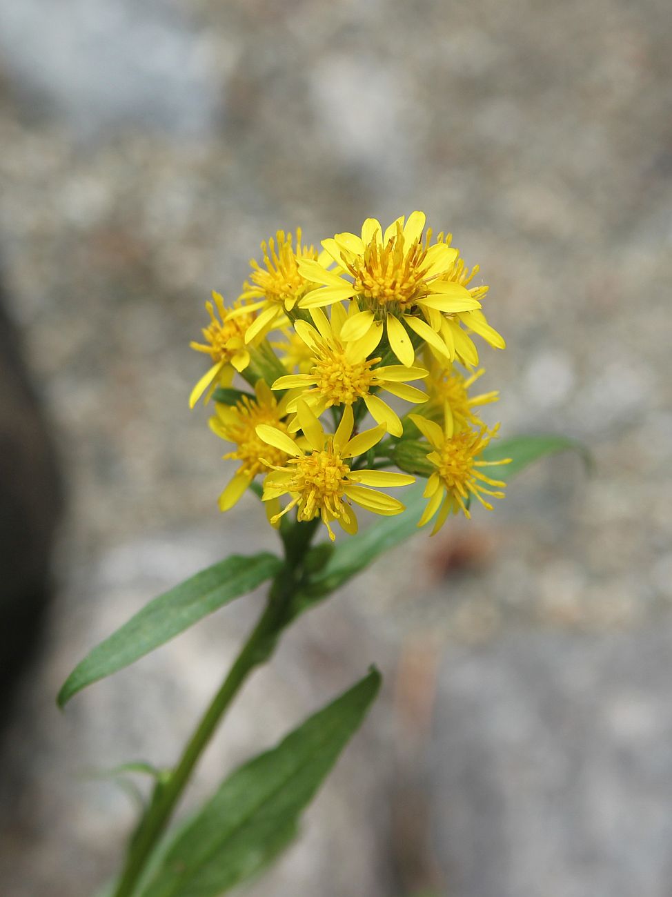 Image of Solidago virgaurea specimen.