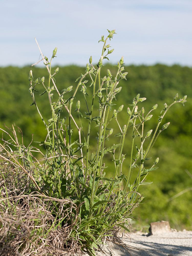 Image of Campanula komarovii specimen.