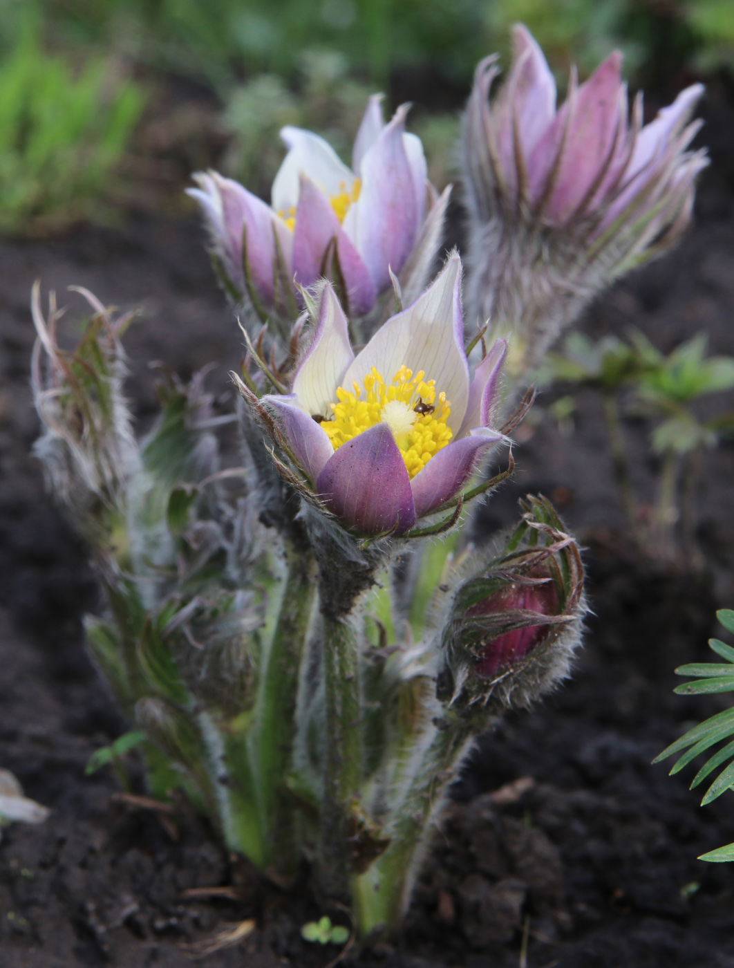 Изображение особи Pulsatilla multifida.