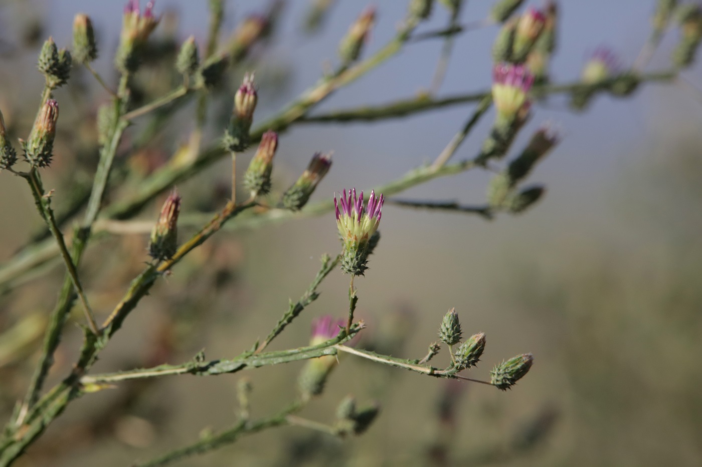 Image of Cousinia alata specimen.