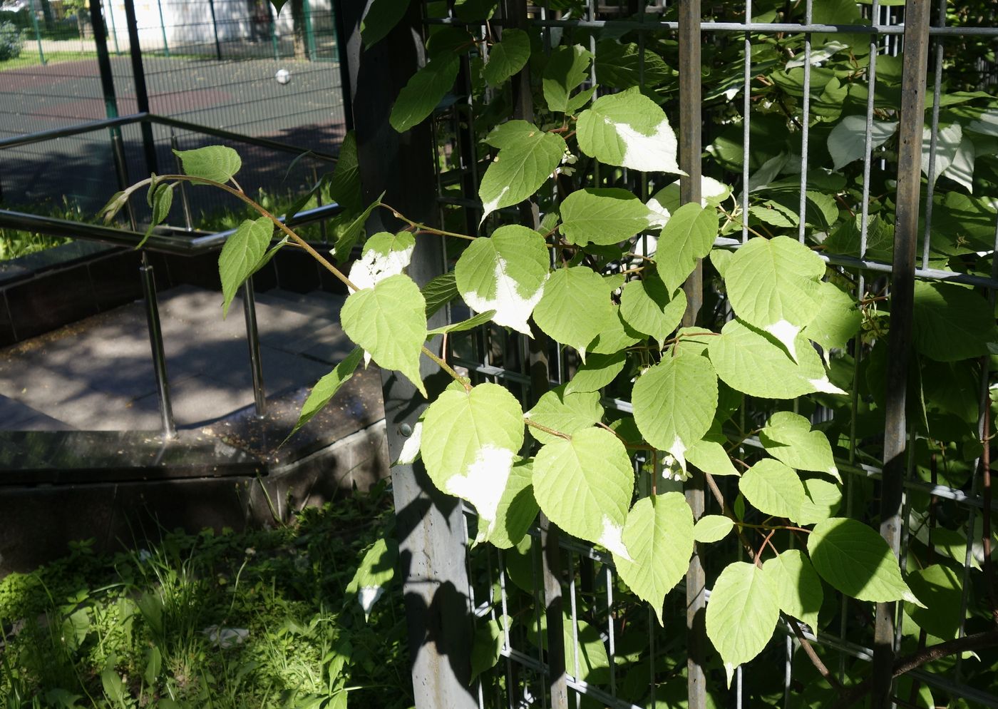 Image of Actinidia kolomikta specimen.