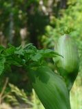 Angelica sylvestris