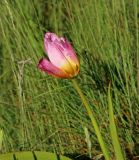 Tulipa saxatilis