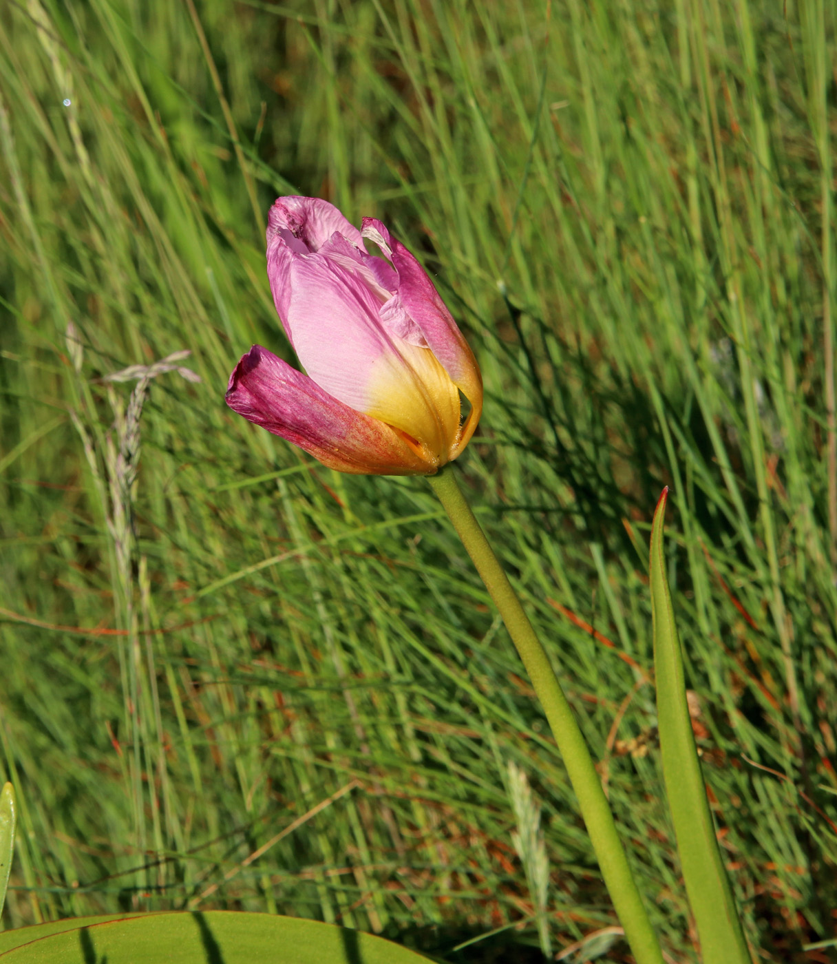 Изображение особи Tulipa saxatilis.