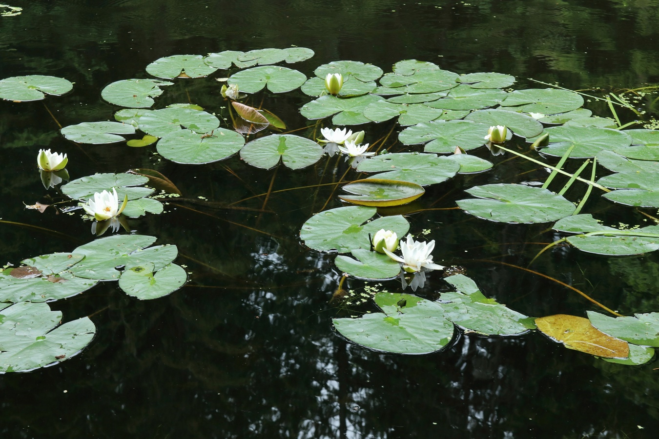 Image of Nymphaea candida specimen.