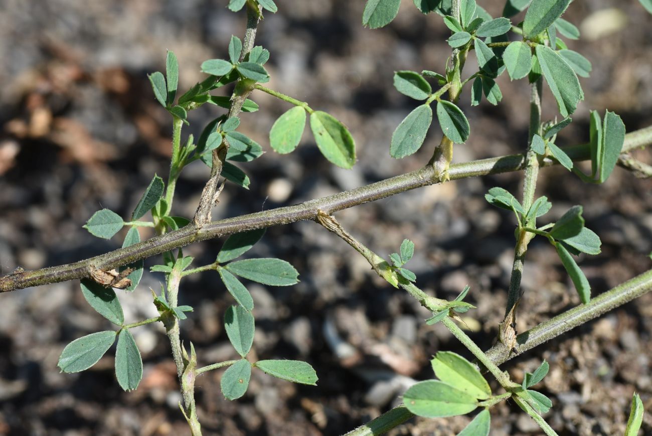 Image of Medicago falcata specimen.