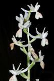 Orchis provincialis. Часть соцветия. Краснодарский край, Туапсинский р-н, Новомихайловское г/п, окр. с. Ольгинка, сосново-дубовый лес на приморском склоне. 16 мая 2022 г.