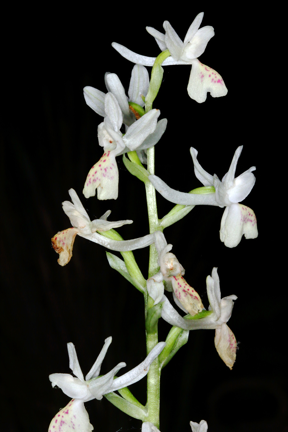 Image of Orchis provincialis specimen.