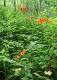 Lychnis fulgens