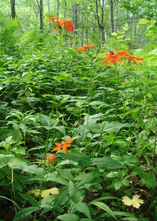 Изображение особи Lychnis fulgens.