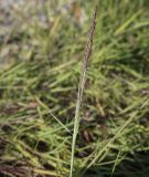 Agrostis stolonifera. Соцветие. Ханты-Мансийский автономный округ — Югра, Октябрьский р-н, сельское поселение Курымкары, окр. пос. Горнореченск, правый берег р. Обь. 03.09.2022.