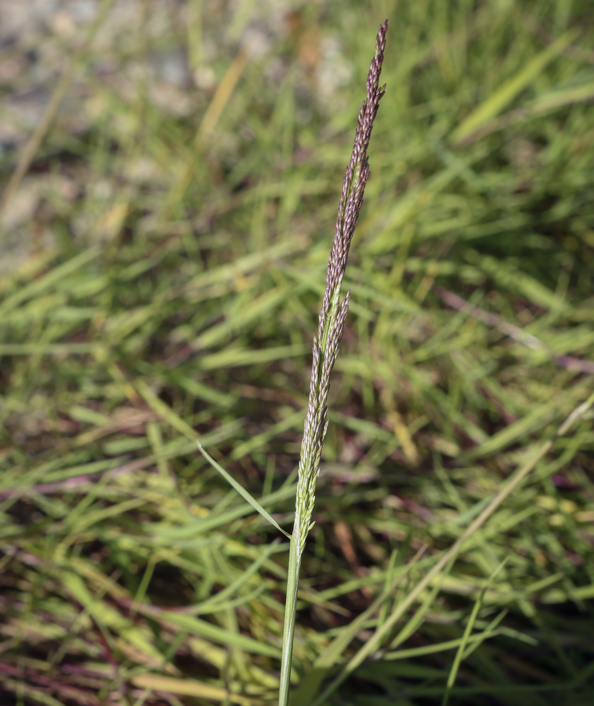 Изображение особи Agrostis stolonifera.