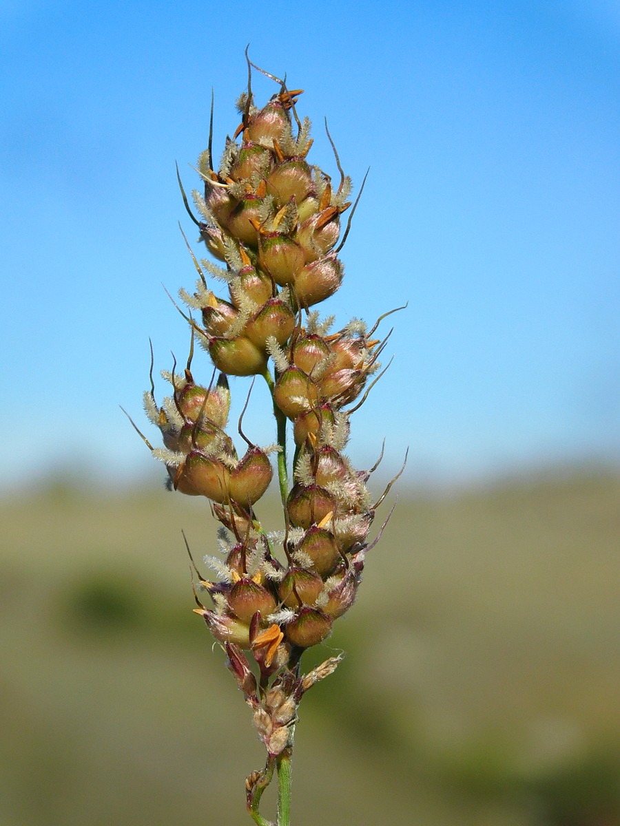 Изображение особи Sorghum bicolor.