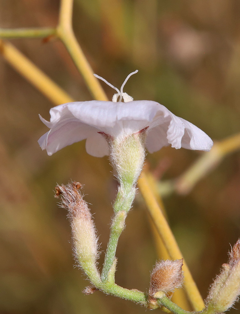 Изображение особи Convolvulus hamadae.