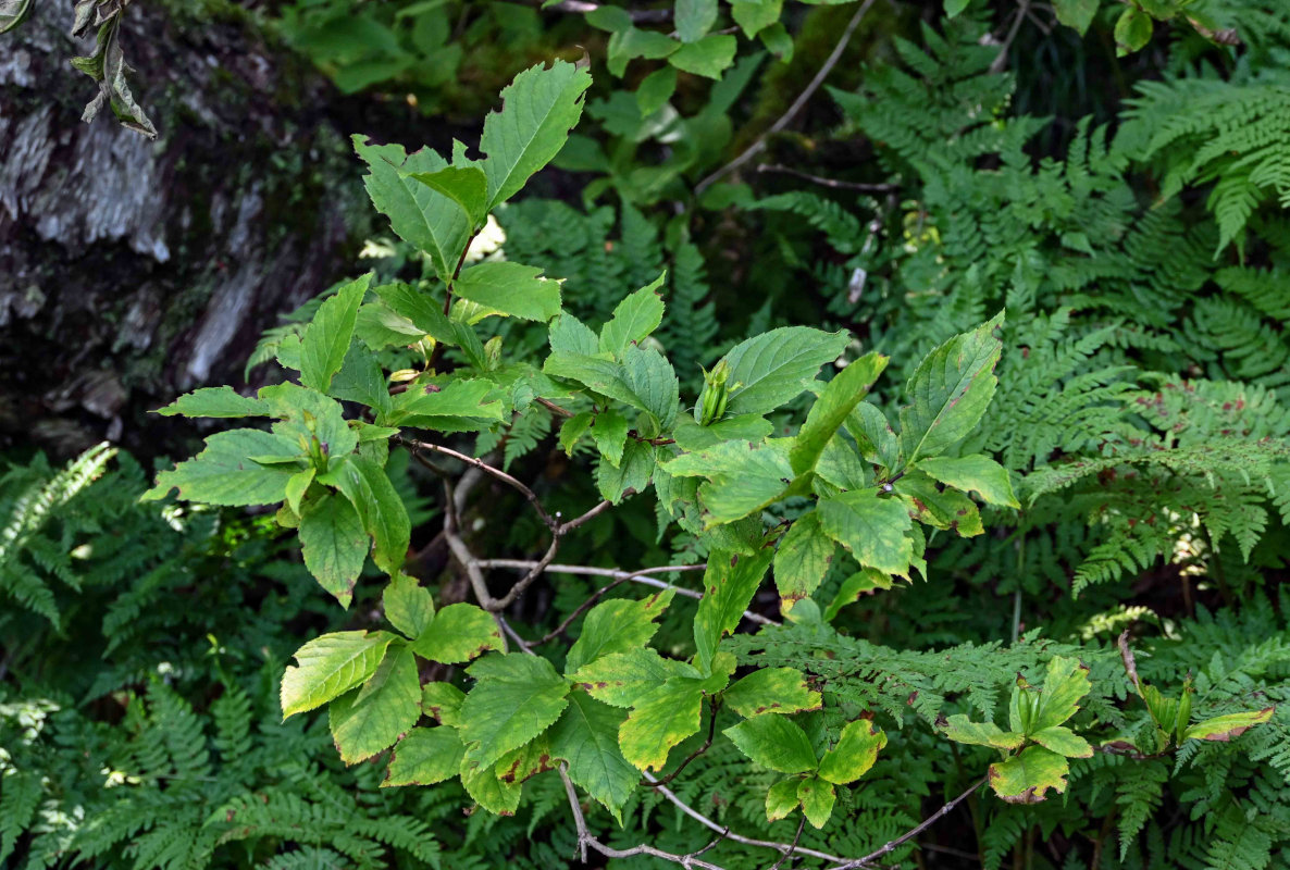 Изображение особи Weigela middendorffiana.