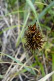 Carex macrocephala