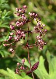 Galium × pseudorubioides. Верхушка плодоносящего растения. Марий Эл, Медведевский р-н, окр. пос. Куяр, разнотравный луг. 20.08.2022.