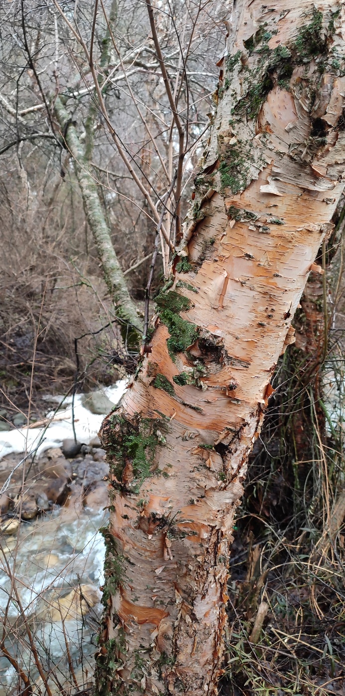 Изображение особи Betula tianschanica.