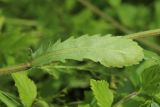 Leucanthemum ircutianum. Стеблевой лист (вид на абаксиальную поверхность). Мурманская обл., Кольский р-н, долина р. Титовка ниже автодороги А138 Мурманск — Печенга, окр. Мельничных водопадов, верхняя часть склона долины, травяно-кустарничковый березняк, поляна, разнотравный луг. 02.08.2022.
