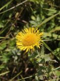 Inula britannica