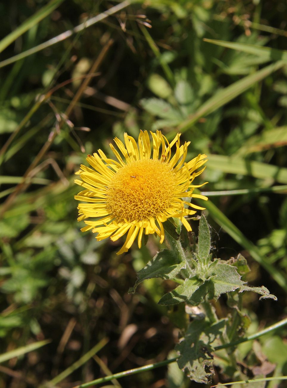 Изображение особи Inula britannica.