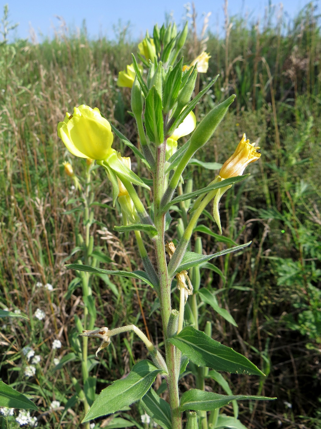 Image of Oenothera depressa specimen.