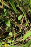 Ranunculus flammula. Прикорневые листья. Ленинградская обл., Ломоносовский р-н, окр. дер. Дубки, сосняк травяно-черничный, сырая выемка грунта у лесной дороги. 27.08.2022.