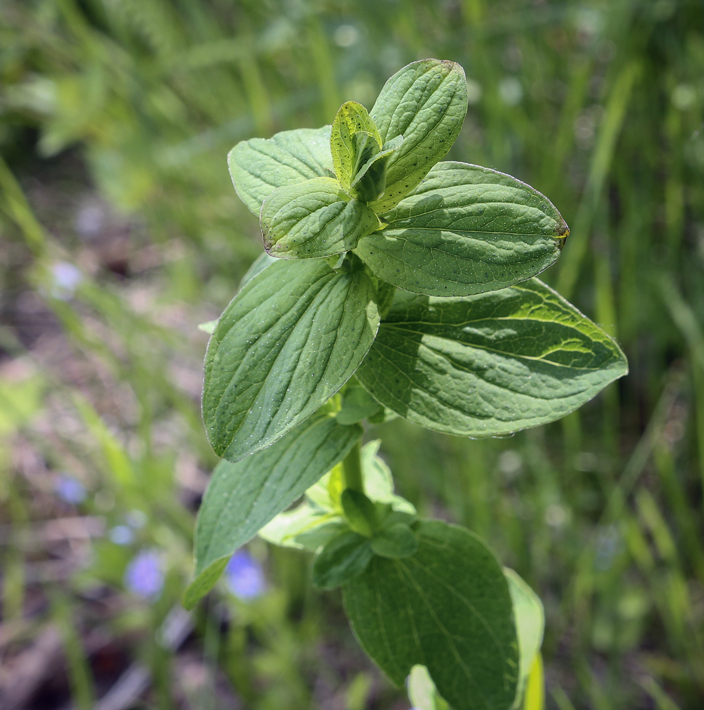 Image of Hypericum maculatum specimen.