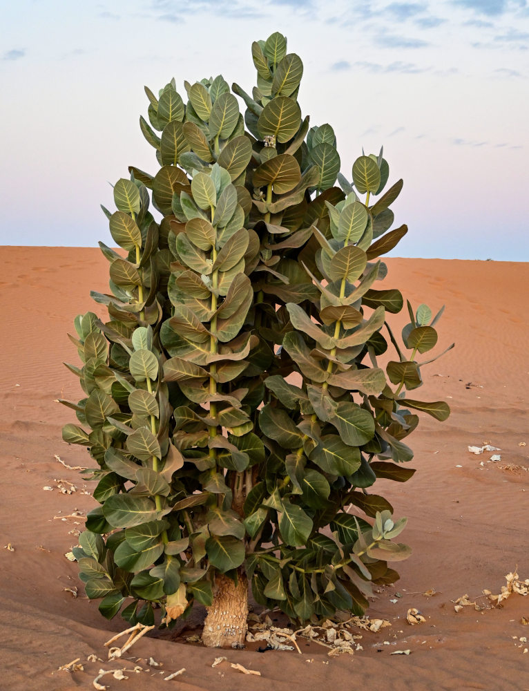 Изображение особи Calotropis procera.