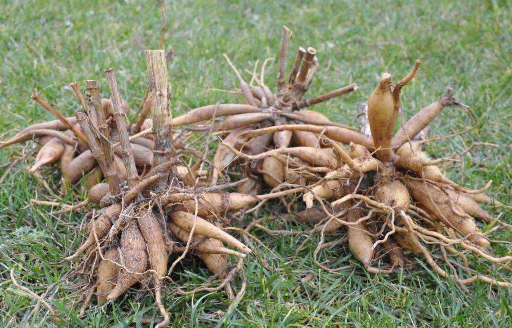 Image of Dahlia × cultorum specimen.