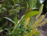 Salix triandra