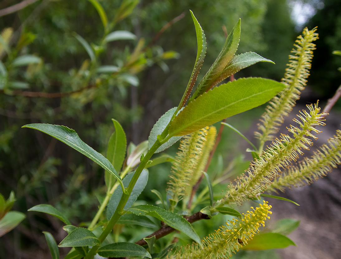 Изображение особи Salix triandra.