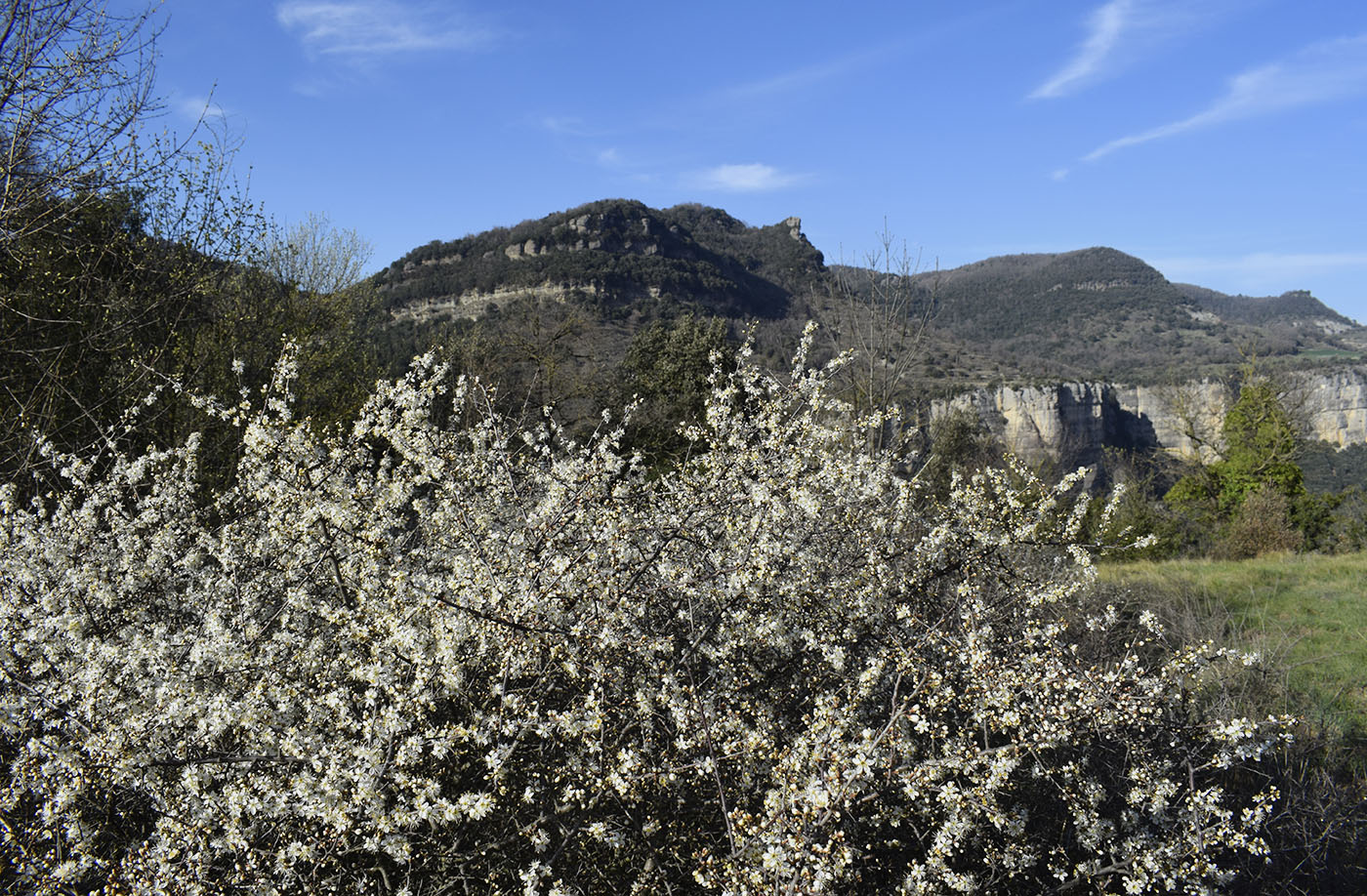 Image of Prunus spinosa specimen.