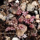 Sedum eriocarpum подвид porphyreum