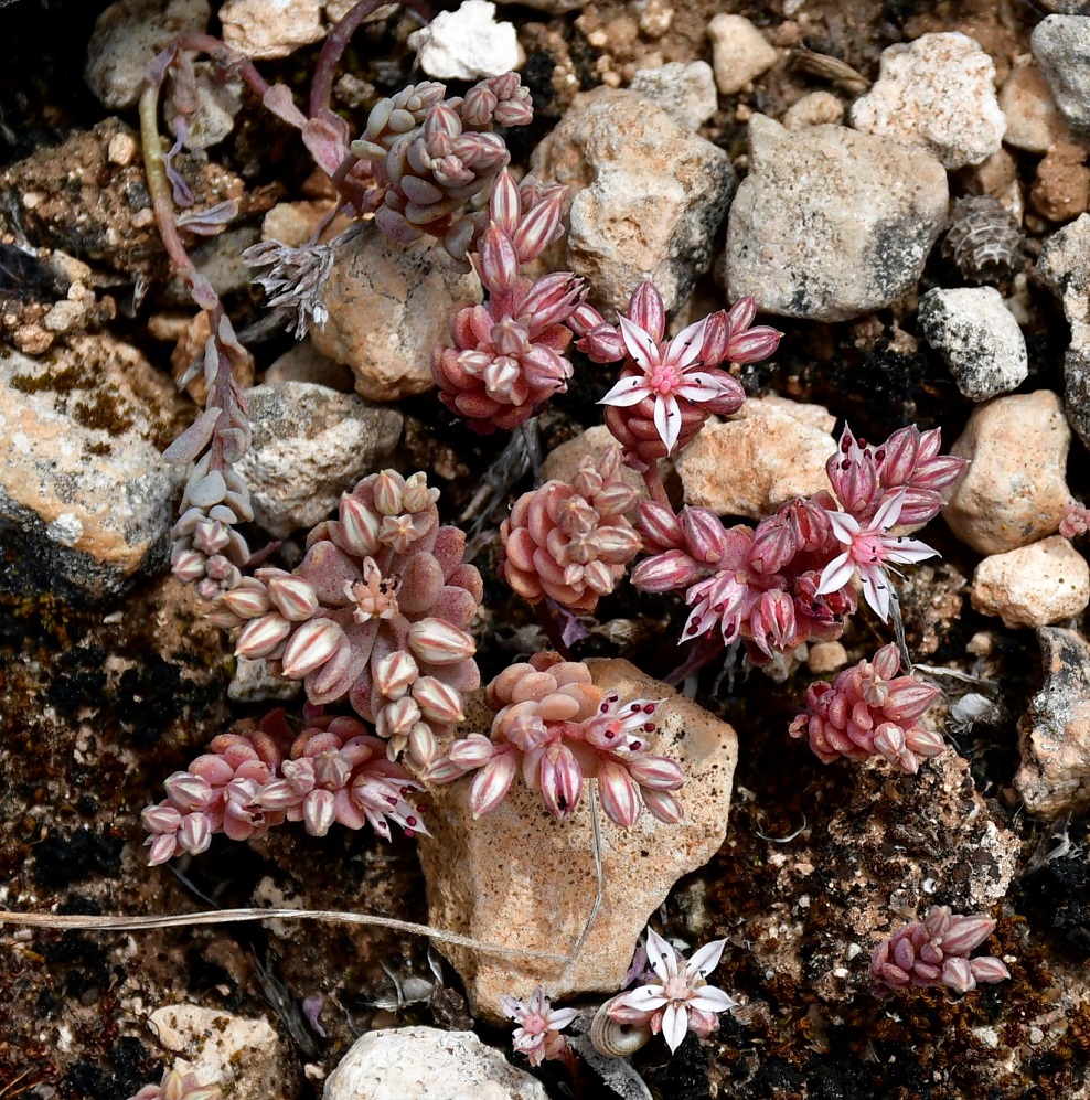 Изображение особи Sedum eriocarpum ssp. porphyreum.