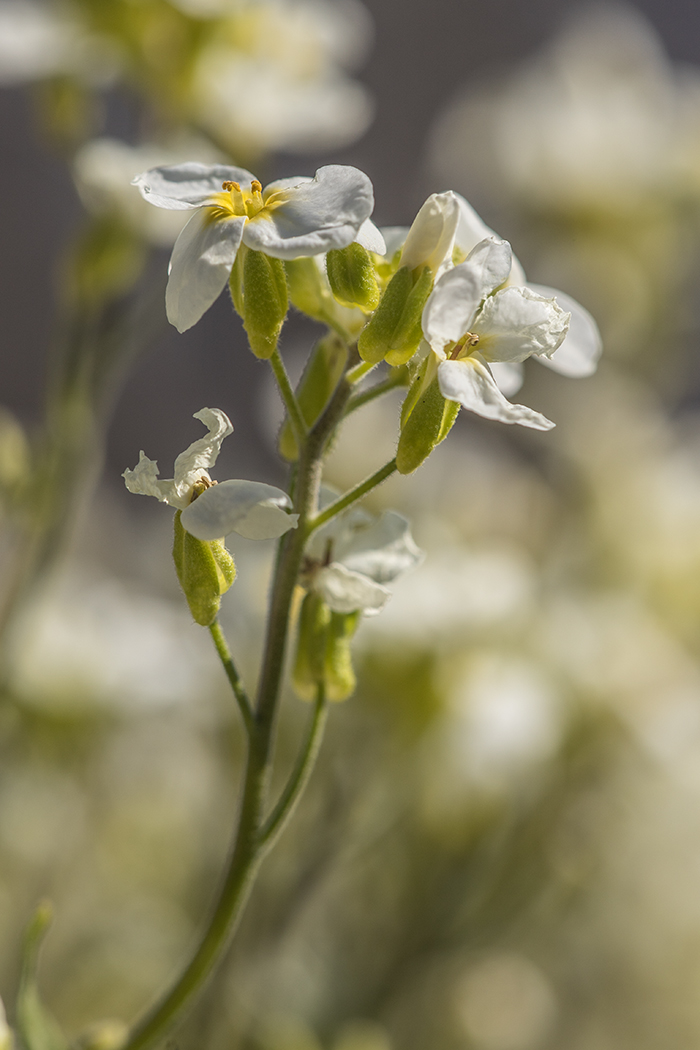 Image of Arabis caucasica specimen.