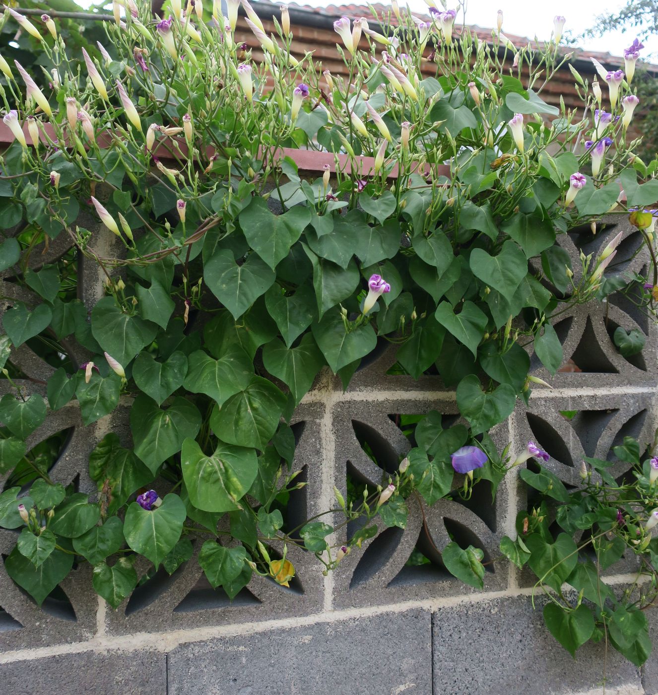 Image of Ipomoea tricolor specimen.